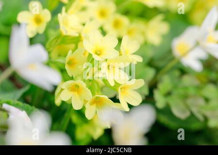 Verträumte Nahaufnahme von blühenden Schlüsselblumen und Buschwindröschen im Wald, Frühling, Schweiz *** Légende locale *** Fleur, fleurs, mer de fl Banque D'Images