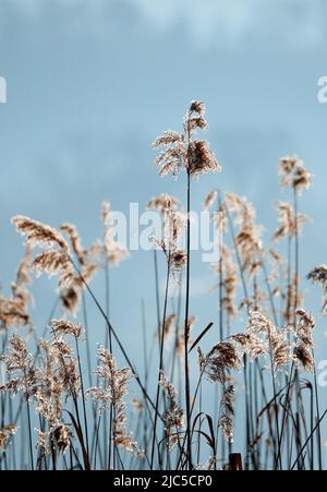 Winterliches Schilfgewächs im Gegenlicht, Kanton Zürich, Schweiz *** Légende locale *** Back light, pattern, nature, conservation de la nature, nature reser Banque D'Images