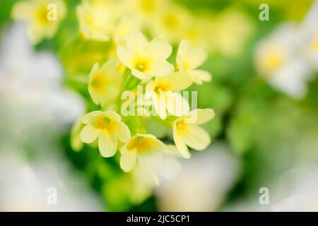 Verträumte Nahaufnahme von blühenden Schlüsselblumen und Buschwindröschen im Wald, Frühling, Schweiz Banque D'Images