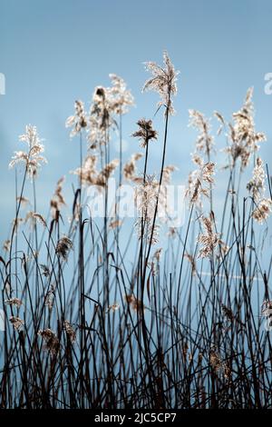 Winterliches Schilfgewächs im Gegenlicht, Kanton Zürich, Schweiz *** Légende locale *** Back light, pattern, nature, conservation de la nature, nature reser Banque D'Images