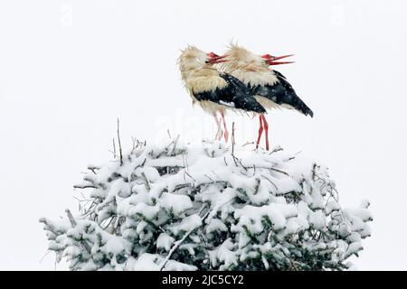 Weißstorchen Paar balzt inmitten eines Schneesturms in ihrem Nest während der Brütezeit, Paarungszeit im Frühling, Oetwil am See, Kanton Zürich, Schwe Banque D'Images