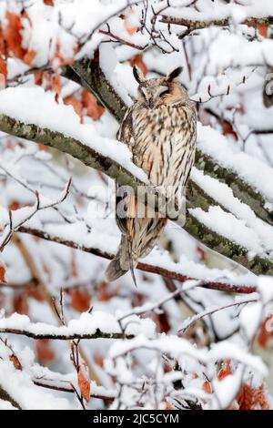 Eine Waldohreule sitzt schlafend auf einem AST in tief verschneiter Buche, Kanton Zürich, Schweiz *** Légende locale *** ASIO otus, Tree, look, hibou, E Banque D'Images