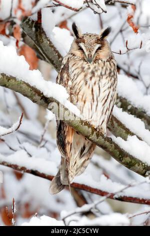 Eine Waldohreule sitzt schlafend auf einem AST in tief verschneiter Buche, Kanton Zürich, Schweiz Banque D'Images