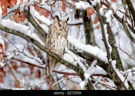Eine Waldohreule sitzt schlafend auf einem AST in tief verschneiter Buche, Kanton Zürich, Schweiz *** Légende locale *** ASIO otus, Tree, look, hibou, E Banque D'Images
