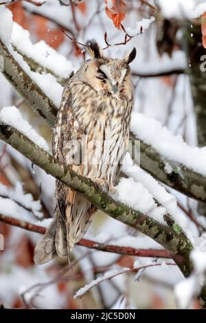 Eine Waldohreule sitzt schlafend auf einem AST in tief verschneiter Buche, Kanton Zürich, Schweiz *** Légende locale *** ASIO otus, Tree, look, hibou, E Banque D'Images