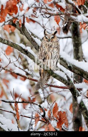 Eine Waldohreule sitzt schlafend auf einem AST in tief verschneiter Buche, Kanton Zürich, Schweiz *** Légende locale *** ASIO otus, Tree, look, hibou, E Banque D'Images