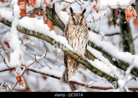 Eine Waldohreule sitzt schlafend auf einem AST in tief verschneiter Buche, Kanton Zürich, Schweiz Banque D'Images