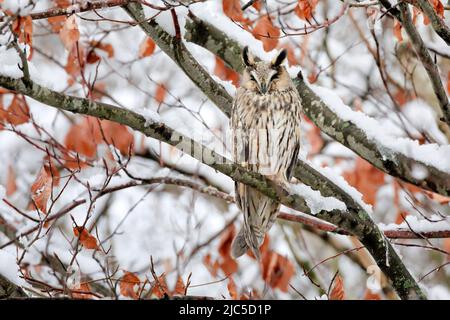 Eine Waldohreule sitzt schlafend auf einem AST in tief verschneiter Buche, Kanton Zürich, Schweiz *** Légende locale *** ASIO otus, Tree, look, hibou, E Banque D'Images