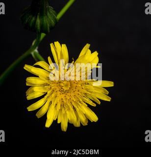 Chardon doux (Sonchus oleraceus), gros plan sur fond noir. Banque D'Images