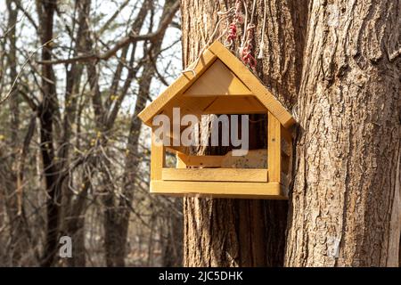 Mangeoire en bois sous la forme d'une maison accrochée à un tronc d'arbre. Nourrir des oiseaux affamés. Observation des oiseaux. Prendre soin des oiseaux dans la nature. Banque D'Images