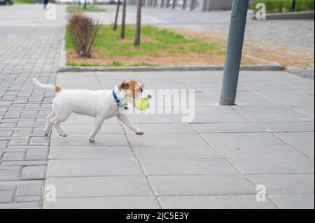 Jack Russell Terrier, un chiot aux cheveux lisses et aux cheveux purs, joue dans la rue. Joyeux petit chien compagnon court et saute pour un ballon de tennis. Actif quatre Banque D'Images