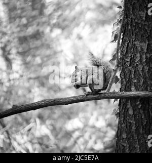 Écureuil gris de l'est, Sciurus carolinensis, assis sur une branche avec un écrou dans les bois, printemps, été et automne, Lancaster, Pennsylvanie Banque D'Images