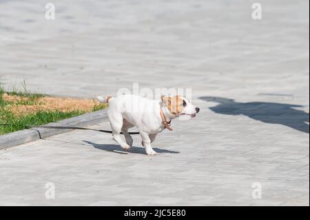 Puppy Jack Russell Terrier court sur le trottoir. Un petit chien drôle dans un collier bleu joue en marchant. Le compagnon idéal. Un animal intelligent. Banque D'Images