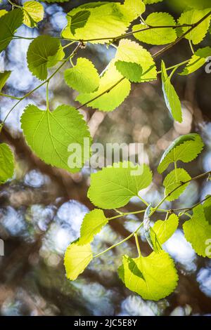 Cascade de feuilles de peuplier vert sur une branche qui brille au soleil dans une forêt, printemps, été, Lancaster, Pennsylvanie Banque D'Images