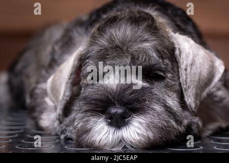 Un petit chiot schnauzer miniature barbu allongé sur le lit et vous regardant, en gros plan. Banque D'Images