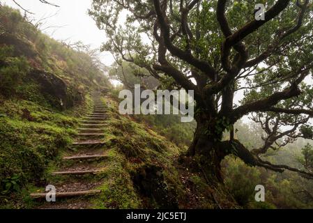 Escaliers sur le sentier de randonnée 'PR13 Vereda do Fanal' à travers une forêt de lauriers brumeux près de Fanal, Madère, réserve naturelle de Laurissilva. Banque D'Images