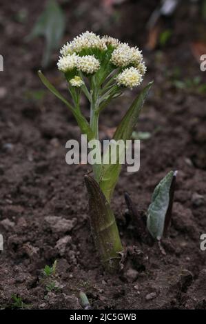 Fleur jaune butterbur Petasites surgius, poussant dans un jardin botanique, Lituanie Banque D'Images