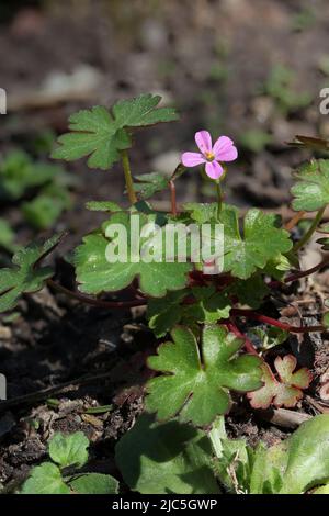 Gros plan de petite fleur rose brillant Cranesbill - Geranium lucidum, dans le jardin, Lituanie Banque D'Images