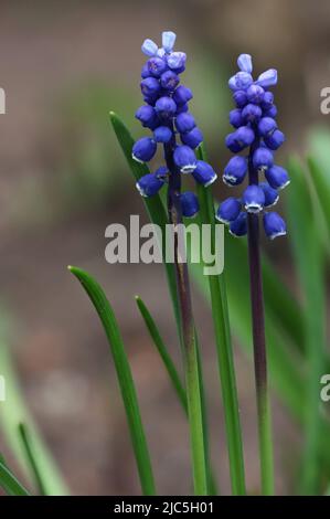 Gros plan de fleurs bleues en fleurs jacinthe de raisin - Muscari botryoides au printemps, dans un jardin, Lituanie Banque D'Images