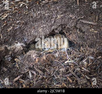 Trois kits de lapin de bébé couchés côte à côte dans une terrier de lapin ou dans la terre et le paillis, heure du printemps, Lancaster, Pennsylvanie Banque D'Images