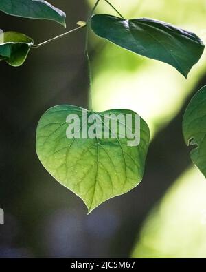 Branche d'un séquoias de l'est, Cerci canadensis, avec des feuilles vertes au printemps ou en été, Lancaster, Pennsylvanie Banque D'Images