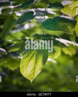 Branche d'un séquoias de l'est, Cerci canadensis, avec des feuilles vertes au printemps ou en été, Lancaster, Pennsylvanie Banque D'Images