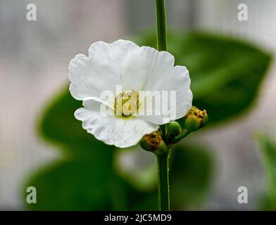 Belle petite fleur blanche d'Burhead ou Echinodorus cordifolius rampante est une plante aquatique Banque D'Images