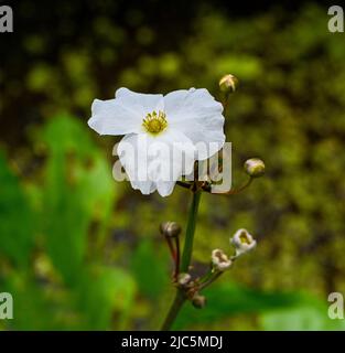 Belle petite fleur blanche échinodorus hybride est une plante aquatique Banque D'Images