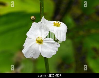 Belle petite fleur blanche échinodorus hybride est une plante aquatique Banque D'Images