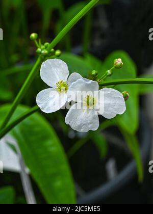 Belle petite fleur blanche de la cuillère de grenouille Argentine ou EchinodoruArgentinensis est une plante aquatique Banque D'Images