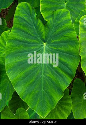 Feuilles de Taro, de coco yam ou d'Eddoe (Colocasia esculenta) Banque D'Images