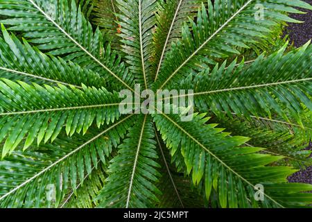Le genre Blechnum gibbum appelé Silver lady ou Dwarf Tree Fern (Blechnaceae, forme culturelle) est une fougère ‚dur du genre Blechum de la famille des Blechaceae. Banque D'Images