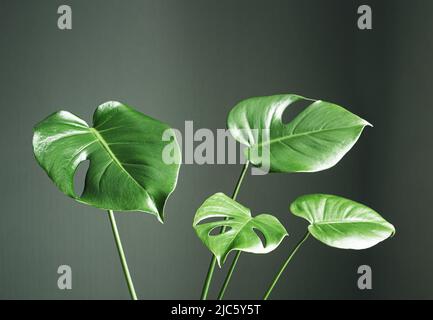 Feuilles de la jeune plante de Monstera deliciosa ou de la plante suisse de fromage sur un fond sombre gros plan, le jardinage à la maison et le lien avec la nature Banque D'Images