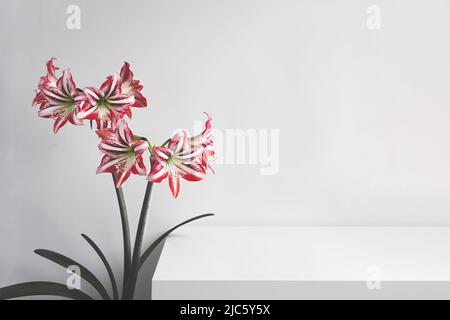 Fleur d'amaryllis en fleurs près de la table blanche dans la chambre, espace de copie Banque D'Images