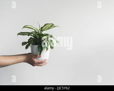 Mains tenant dieffenbachia ou muet canne jeune plante dans un pot de fleur blanche, jardinage à la maison et usine décoration concept, copie espace Banque D'Images