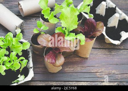 Plantules dans des pots biodégradables fabriqués à partir de chambres à air de rouleaux de papier hygiénique et réutilisées des boîtes à œufs sur la table en bois, vue du dessus Banque D'Images