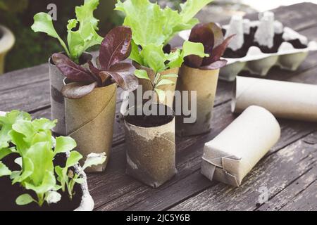 Salade plantules en carton rouleau de toilettes chambres à air, concept de jardinage durable à la maison Banque D'Images