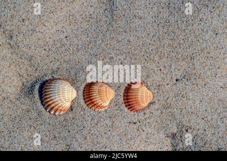 Trois coquillages alignés sur le sable de la plage en Pologne Banque D'Images