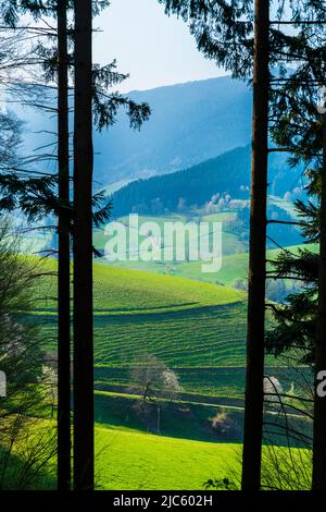 Allemagne, Forêt Noire tourisme destination vue entre les vieux troncs d'arbres au-dessus des pâturages verts et des montagnes paradis nature paysage Banque D'Images