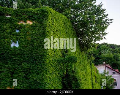 Détail de la façade du bâtiment recouvert de vignes traînantes en été Banque D'Images