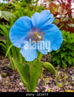 Meconopsis 'Lingholm' dans le bois Jubilé à Aberglasney Gardens Banque D'Images