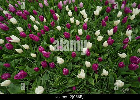 Champ floral avec de nombreux tulipes en blanc et violet juste avant la floraison Banque D'Images