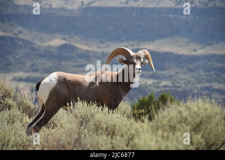 Gros plan d'un grand mouflon sauvage haut sur un flanc de montagne le long de la rivière Rio Grande dans le nord, Nouveau-Mexique, États-Unis. Notez le grand format. Banque D'Images