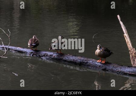 Les canards à bec spot (canards à bec spot chinois) se tenant sur l'arbre flétrisé dans le lac par une journée nuageux. Banque D'Images