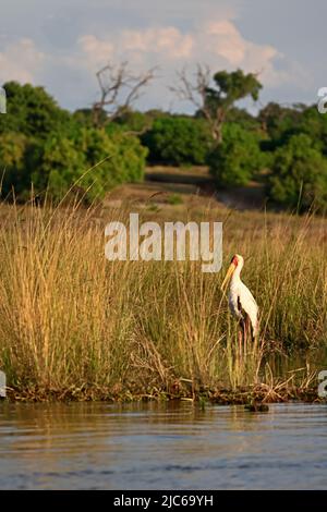 Porc à bec jaune sur la rivière Chobe Botswana Banque D'Images
