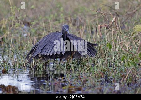 Le Héron noir se nourrit de la rivière Chobe Botswana Banque D'Images