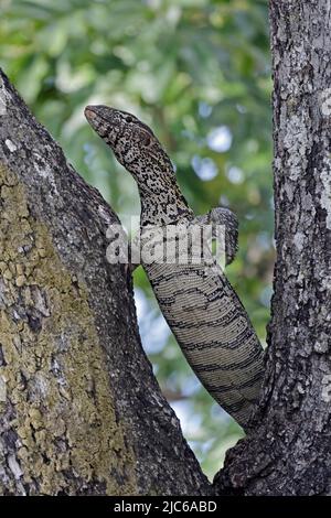 Surveillance du Nil Lizard grimper un arbre sur les rives du fleuve Chobe Botswana Banque D'Images