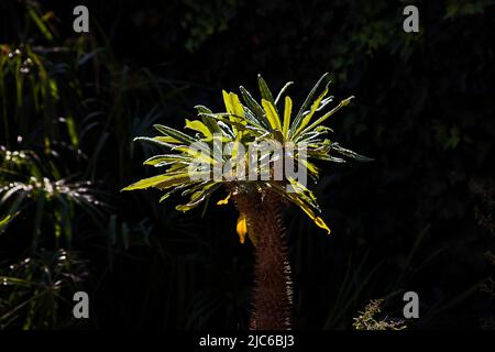 Paume de Madagascar rétro-éclairée (Pachypodium lamerei) après la pluie Banque D'Images