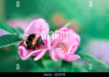 Bumblebee recueille le pollen dans les hanches roses, macro, l'espace de copie. Banque D'Images