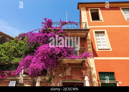 Beau bougainvilliers aux fleurs violettes dans le centre-ville de Monterosso al Mare village, Parc National des Cinque Terre en Ligurie, la Spezia, Italie, Europe Banque D'Images